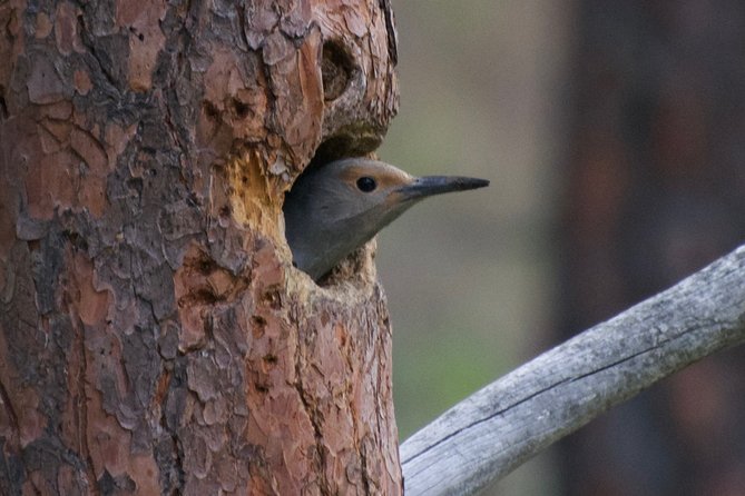 Half Day Birdwatching in the South Okanagan - Expert Guided Birdwatching