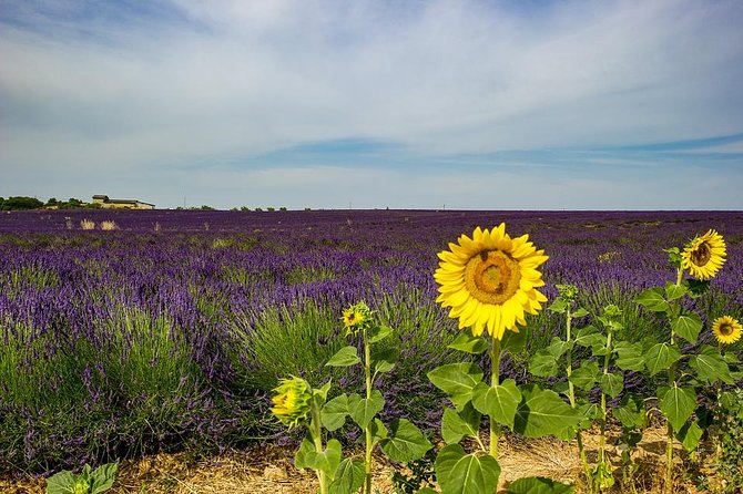 Half-Day Excursion to the Lavender Fields From Avignon - Visit to Abbaye Notre-Dame De Senanque