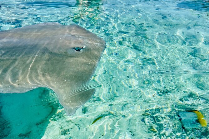 Half Day Lagoon Safari Tour in Bora Bora- Shared Tour - Traveler Experiences and Reviews
