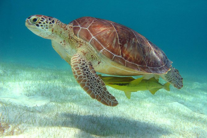 Half-Day Sea Turtle and Cenote Snorkeling Tour From Cancun & Riviera Maya - Customer Reviews and Feedback