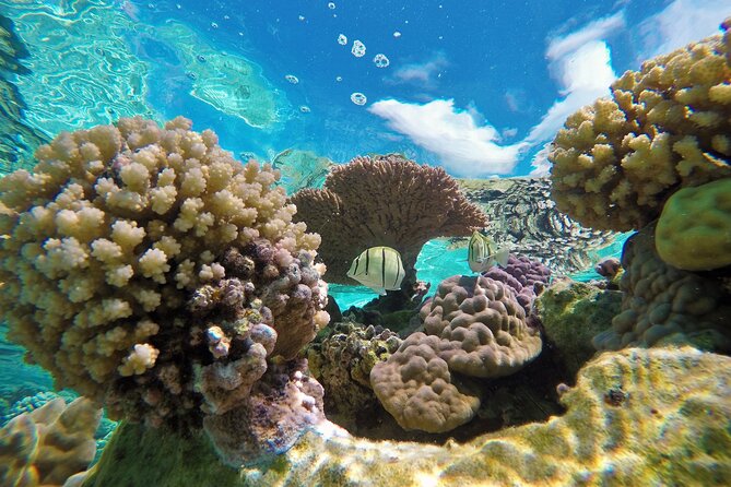 Half-Day Small-Group Cruise in Bora Bora With Snorkelling - Explore Coral Gardens and Fish