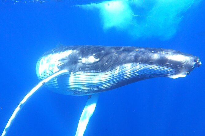 Half-Day Small-Group Swim With Humpback Whales Tour, Moorea  - Papeete - Inclusions