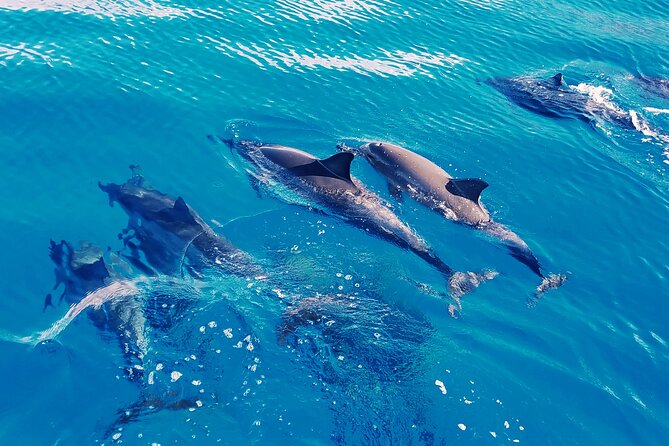 Hawaii: Oahu Dolphin and Sea Life Swimming and Snorkeling Trip  - Honolulu - Traveler Tips