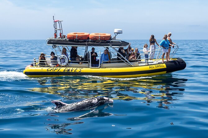 High Speed Zodiac Whale Watching Safari From Dana Point - Booking Requirements