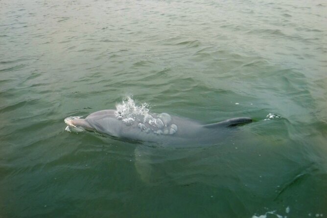 Hilton Head Island Dolphin Boat Cruise - Booking Information