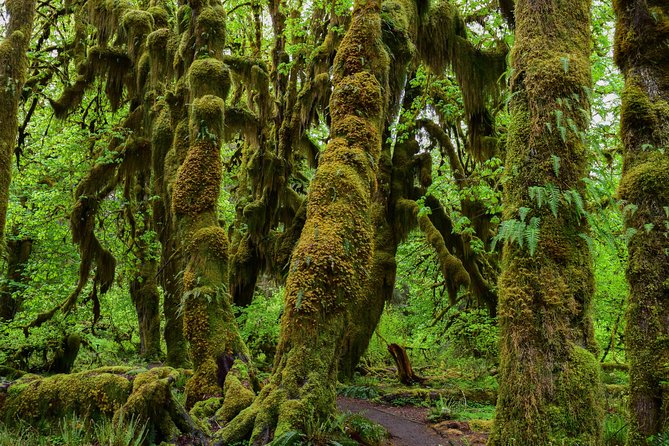 Hoh Rain Forest and Rialto Beach Guided Tour in Olympic National Park - Tour Itinerary