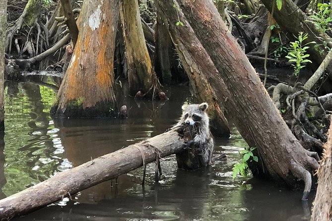 Honey Island Swamp Boat Tour With Transportation From New Orleans - Traveler Reviews and Experiences