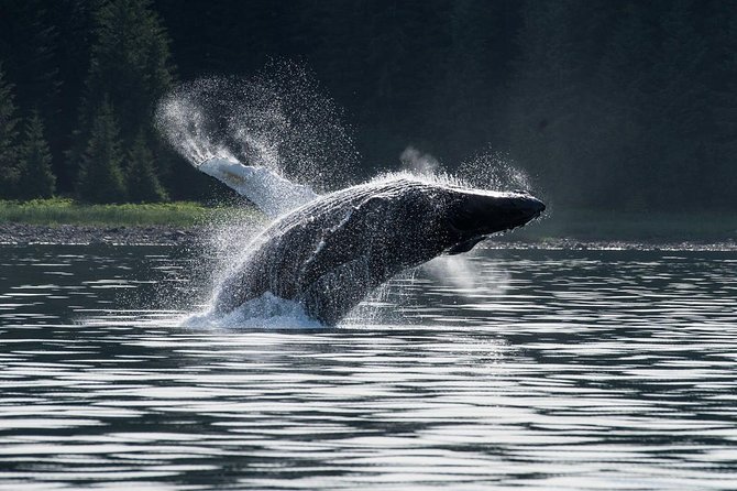 Hoonah Whale-Watching Cruise - Pickup Location Details