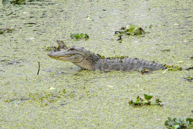 Jean Lafitte 90-Minute Swamp and Bayou Boat Tour - Meeting Point and Departure