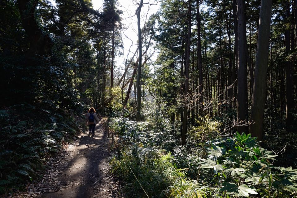 Kamakura: Daibutsu Hiking Trail Tour With Local Guide - Experience Highlights