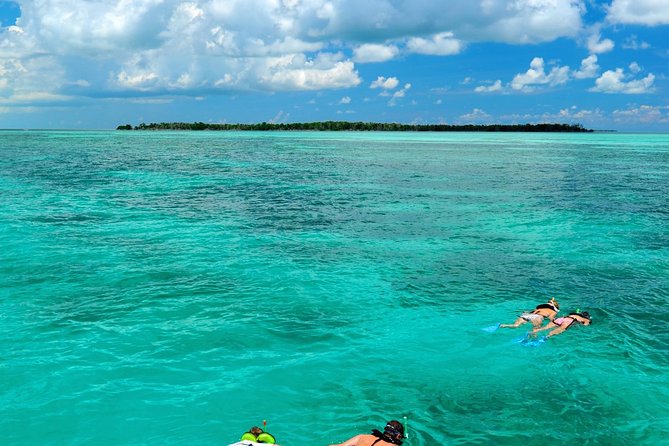 Key West Dolphin Watch and Snorkel Cruise - Experience Highlights