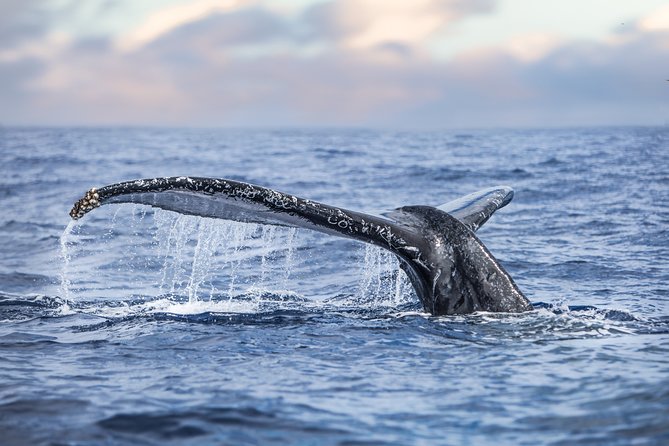 Kona, Big Island Hawaii: Small-Group Snorkel Boat Tour  - Big Island of Hawaii - Meeting and Pickup Information