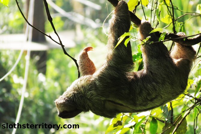 La Fortuna Sloth Tour - Group Size and Departure Times