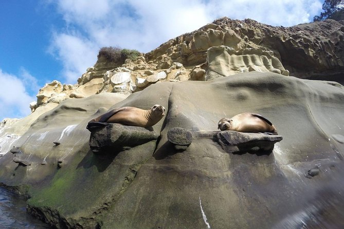 La Jolla Sea Caves Kayak Tour (Single Kayak) - What to Expect