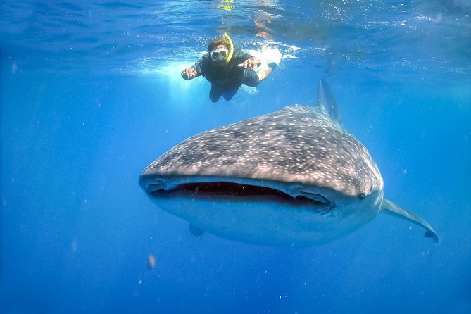 La Paz Whale Shark Snorkeling Tour and Lunch From Los Cabos - Booking and Accessibility Information