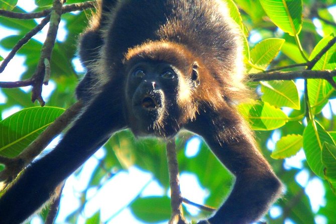 Lake Gatun Wildlife Tour From Panama City - Logistics