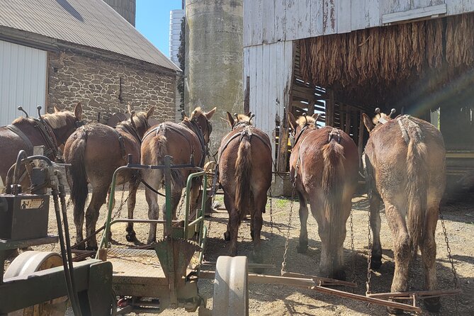 Lancaster County Amish Culture Small-Group Half-Day Tour - Cancellation Policy