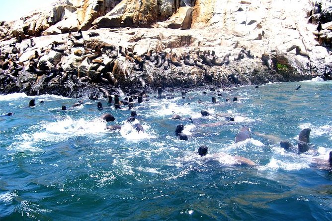 Lima: Palomino Islands Excursion & Swimming With Sea Lions With Hotel Transfers - Logistics and Meeting Details