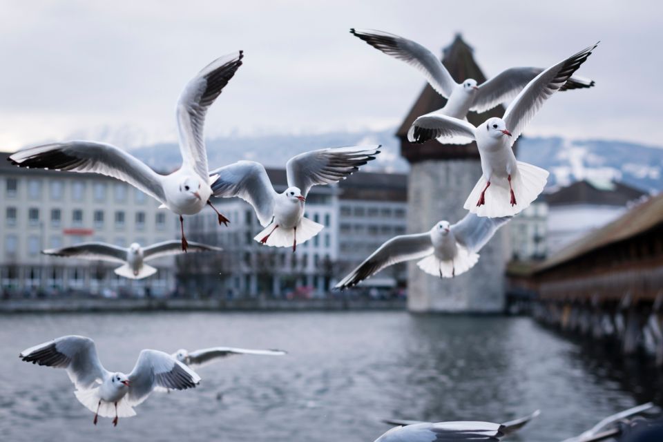 Lucerne: First Discovery Walk and Reading Walking Tour - Activity Details