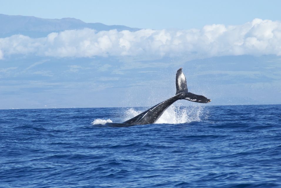 Maalaea: Small Group 2-Hour Whale Watch Experience - Boat Features Overview