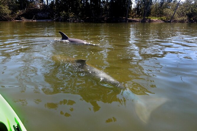 Manatee and Dolphin Kayaking Encounter - Preparation and Logistics