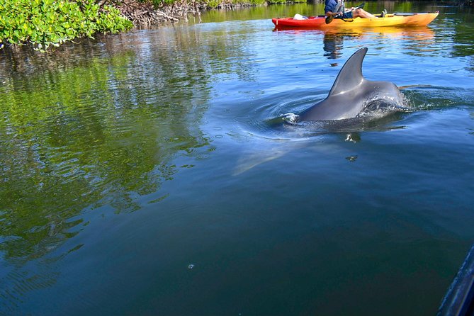 Mangrove Tunnels & Mudflats Kayak Tour - Local Biologist Guides - Cancellation Policy Details