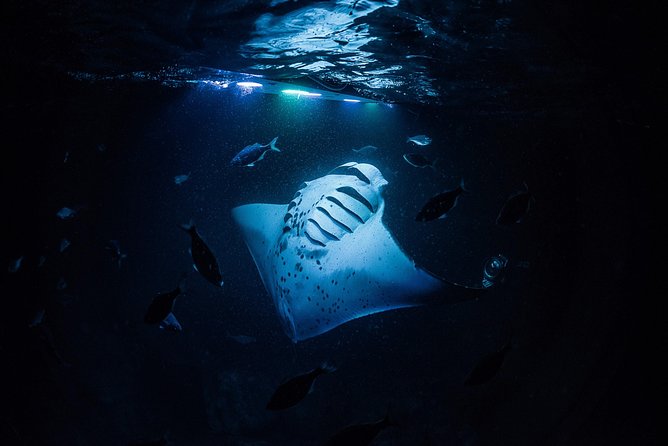 Manta Mania - Manta Ray Night Snorkel - Small-Group Experience In Kona, Hawaii - Customer Experience