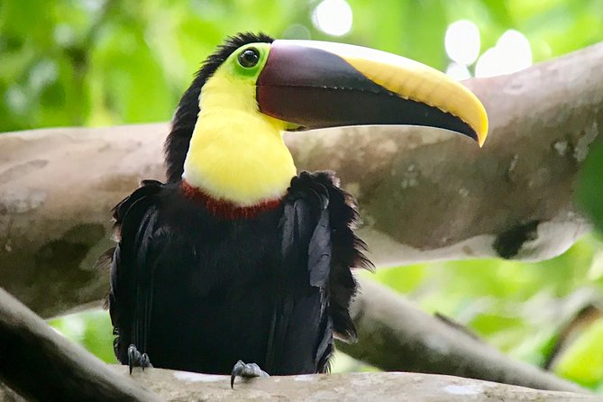 Manuel Antonio National Park Wildlife Tour - Booking Details