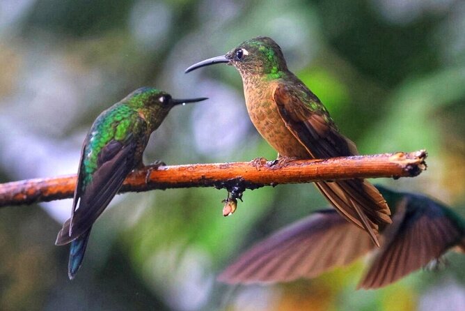 Mindo Cloud Forest Tour: Chocolate, Coffee, Birds & Nature - Final Words