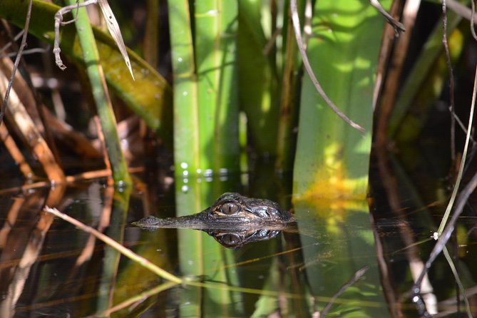 Naples Small-Group Half-Day Everglades Kayak Tour - Kayaking Activities and Group Size