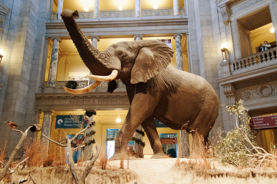 National Museum of Natural History Guided Tour - Skip-the-Line Benefit and Live Guide