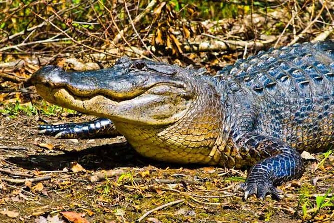 New Orleans Large Airboat Swamp Tour - Traveler Engagement Benefits