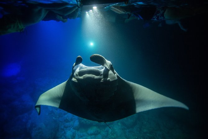 Night Manta Ray Experience - Important Information and Guidelines