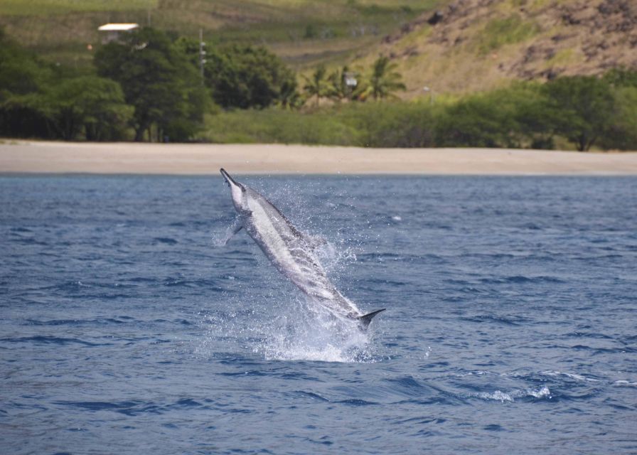 Oahu: Dolphin Swim and Turtle Snorkel Excursion in Waianae - Experience