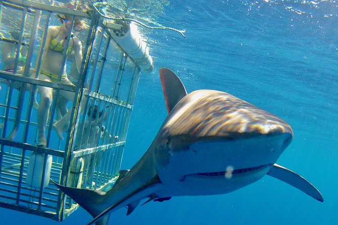 Oahu Shark Dive - Experience Overview and Activities