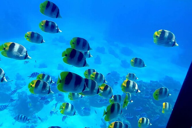 Observation of Marine Flora and Fauna in Bora Bora - Logistics for Bora Bora Marine Tours