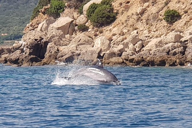 Olbia Bay Dolphin-Watching Boat Tour - Cancellation and Refund Policy