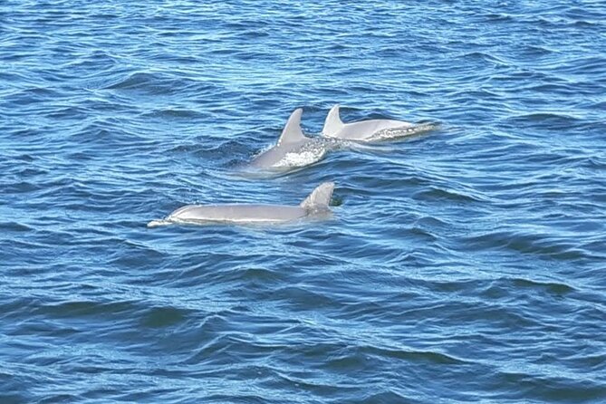 Orange Beach Dolphin Eco Boat Tour - Booking Information