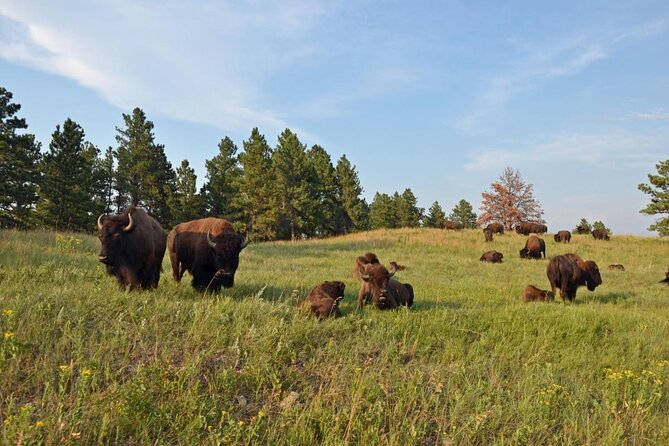 Premiere Private Black Hills Tour: Mt Rushmore, Crazy Horse & Custer State Park - Tour Highlights and Experiences