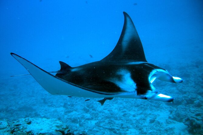 Private Combo Jet Ski and Eco Sharks and Rays Snorkel Safari - Important Details