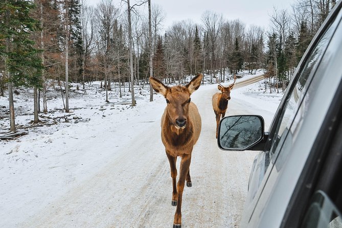 Private Day Tour to Wildlife Parc Omega and Montebello Lodge From Montreal - Wildlife Encounters