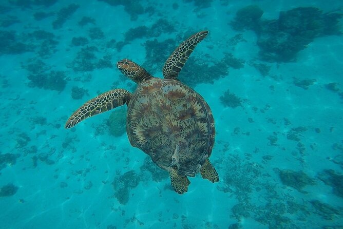 Private Discovery of the Marine Fauna of Moorea - Reviews