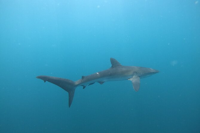 Private Dive Boat for Certified Divers - Cabo San Lucas - Meeting and Pickup Information