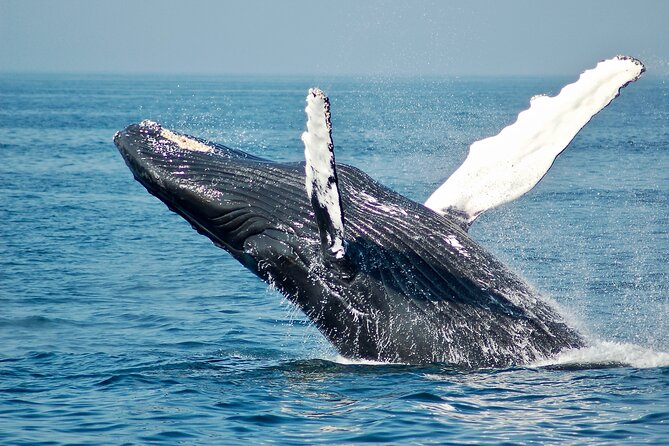 Private Half Day Whale Watching Tour - Cancellation Policy Details