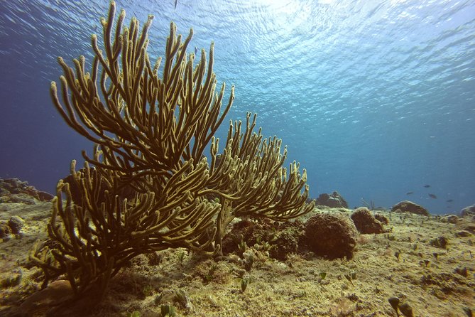 Private Three-Hour Introductory Scuba Diving Lesson  - Cozumel - Equipment Provided