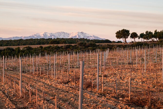 Private Wine Tasting and Walks in the Vineyards of Rivesaltes - Final Words