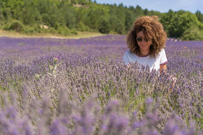 Provence Lavender Fields Tour in Valensole From Marseille - Cancellation Policy