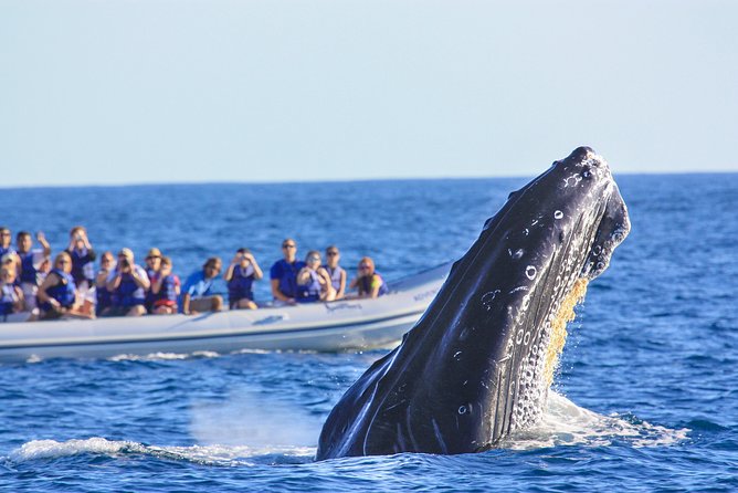 Puerto Vallarta Whale-Watching Tour - Participant Guidelines