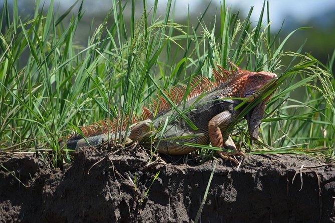 Puntarenas Highlights Shore Excursion - Activities Included