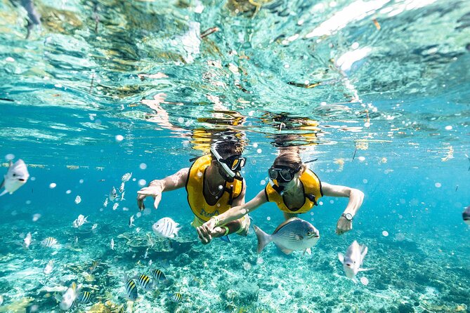 Reef and Shipwreck Snorkeling Tour in Cancun - Transportation Logistics and Quality